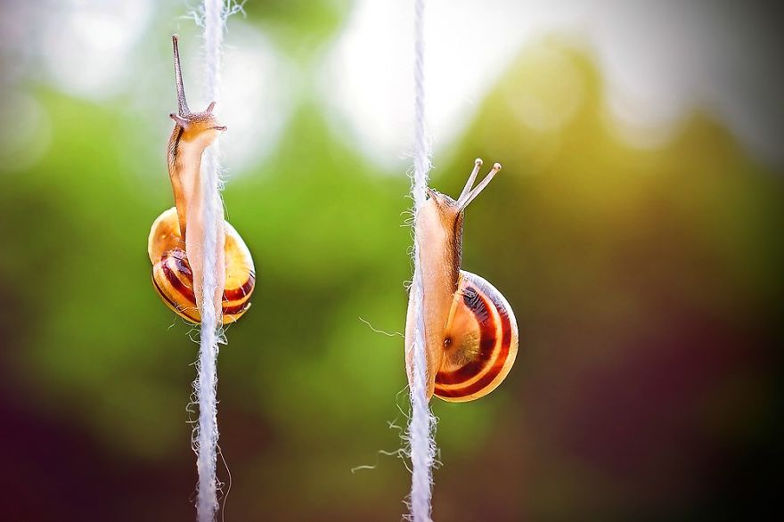 Let Me Show You How Beautiful And Courageous Snails Can Be Let Me Show You How Beautiful And Courageous Snails Can Be