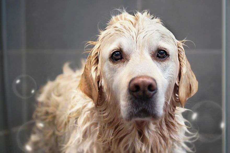 There Are So Many Reasons Why I Love My Golden Retriever There Are So Many Reasons Why I Love My Golden Retriever