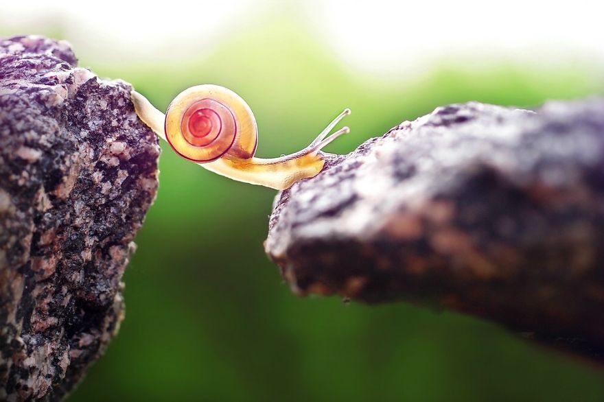 Let Me Show You How Beautiful And Courageous Snails Can Be Let Me Show You How Beautiful And Courageous Snails Can Be