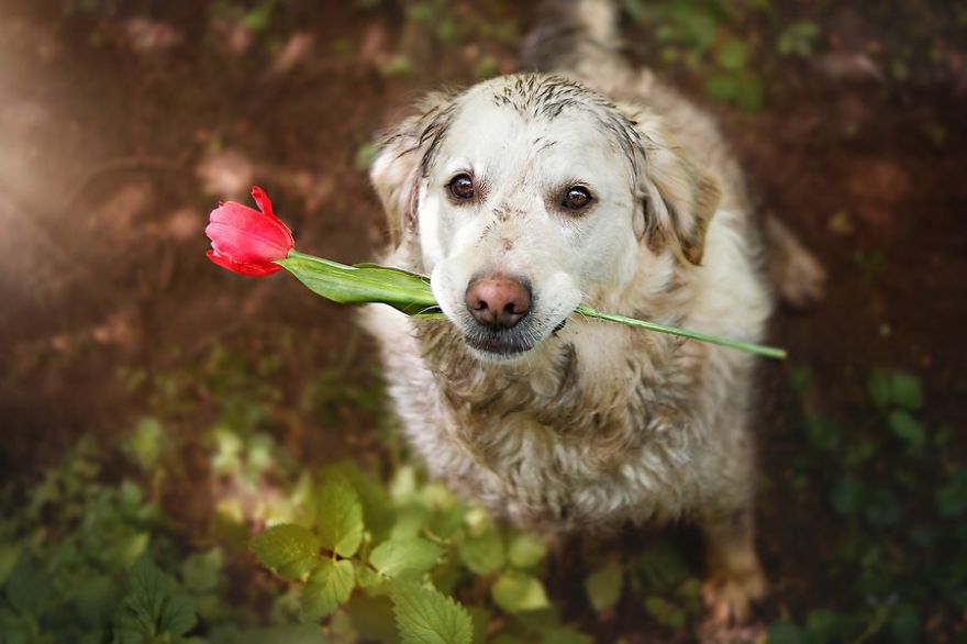 There Are So Many Reasons Why I Love My Golden Retriever There Are So Many Reasons Why I Love My Golden Retriever