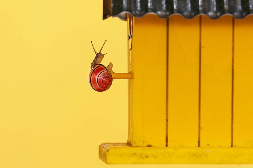 Let Me Show You How Beautiful And Courageous Snails Can Be Let Me Show You How Beautiful And Courageous Snails Can Be