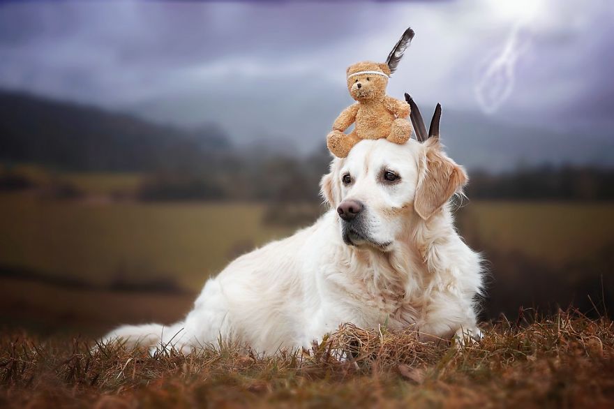 The Adventures Of Golden Retriever Mali And His Teddy Bear The Adventures Of Golden Retriever Mali And His Teddy Bear