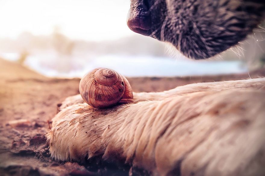 Let Me Show You How Beautiful And Courageous Snails Can Be Let Me Show You How Beautiful And Courageous Snails Can Be