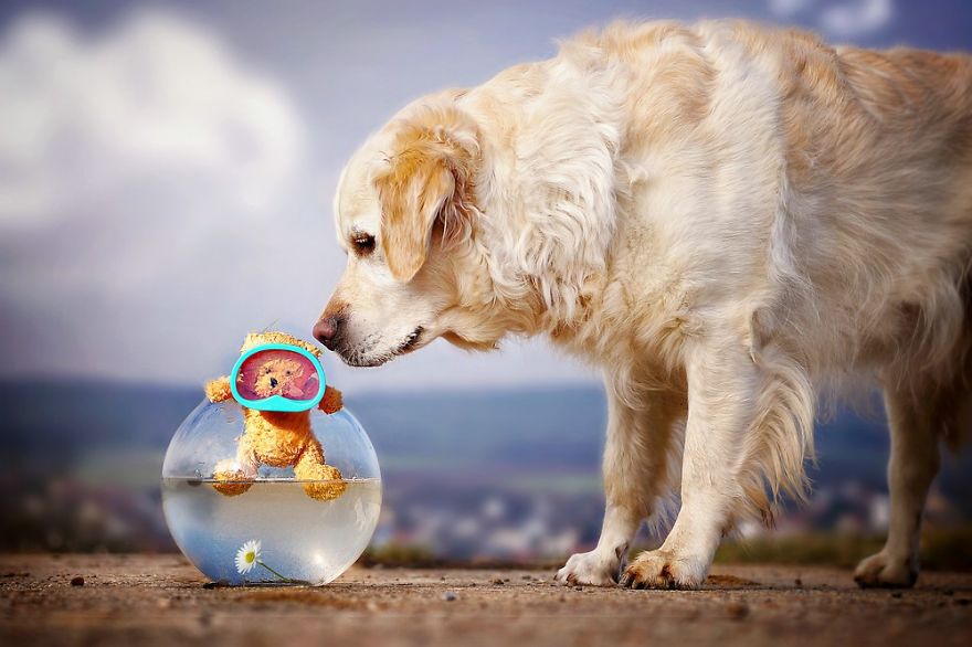 The Adventures Of Golden Retriever Mali And His Teddy Bear The Adventures Of Golden Retriever Mali And His Teddy Bear