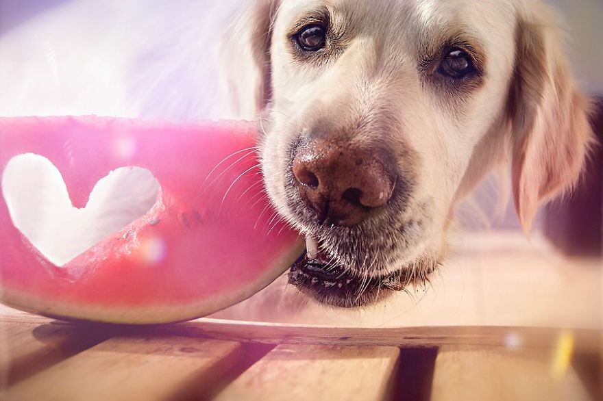 There Are So Many Reasons Why I Love My Golden Retriever There Are So Many Reasons Why I Love My Golden Retriever