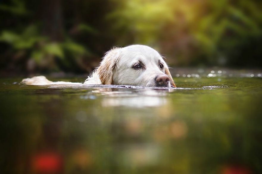 There Are So Many Reasons Why I Love My Golden Retriever There Are So Many Reasons Why I Love My Golden Retriever