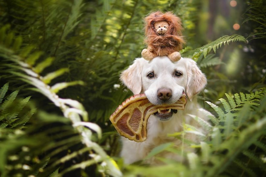 There Are So Many Reasons Why I Love My Golden Retriever There Are So Many Reasons Why I Love My Golden Retriever