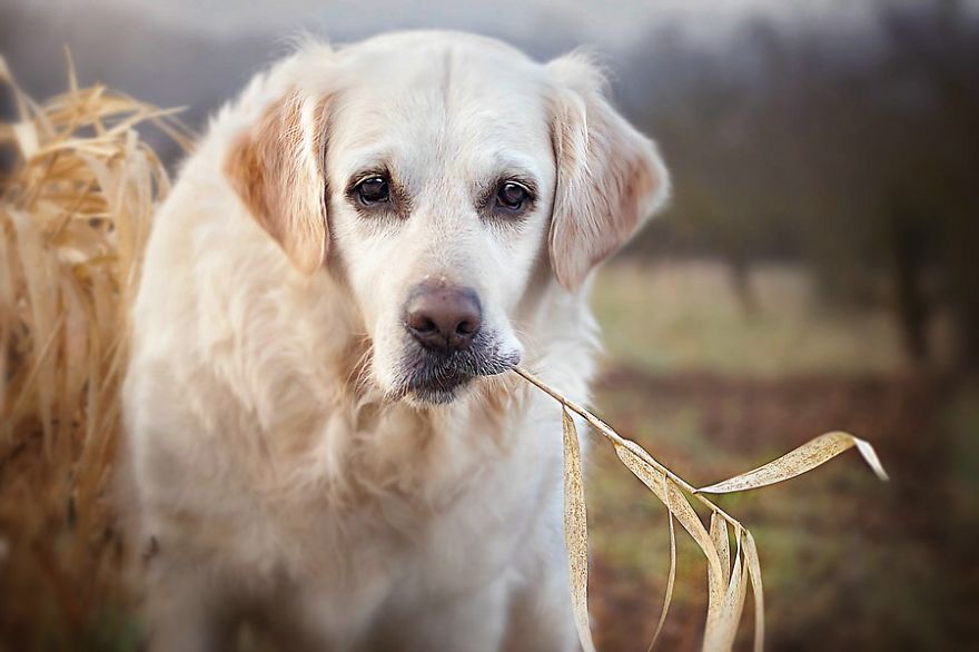 There Are So Many Reasons Why I Love My Golden Retriever There Are So Many Reasons Why I Love My Golden Retriever