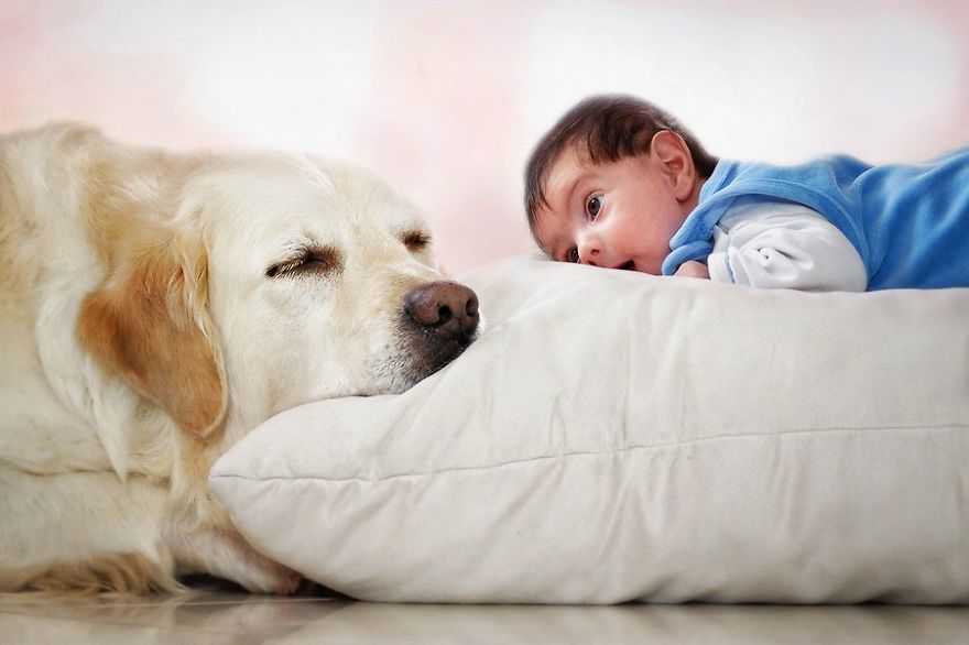 There Are So Many Reasons Why I Love My Golden Retriever There Are So Many Reasons Why I Love My Golden Retriever