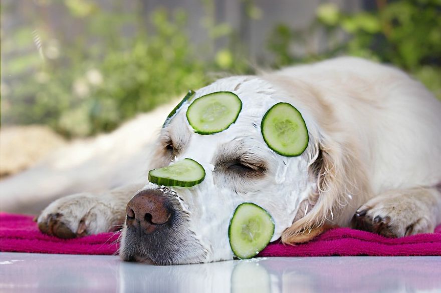 There Are So Many Reasons Why I Love My Golden Retriever There Are So Many Reasons Why I Love My Golden Retriever