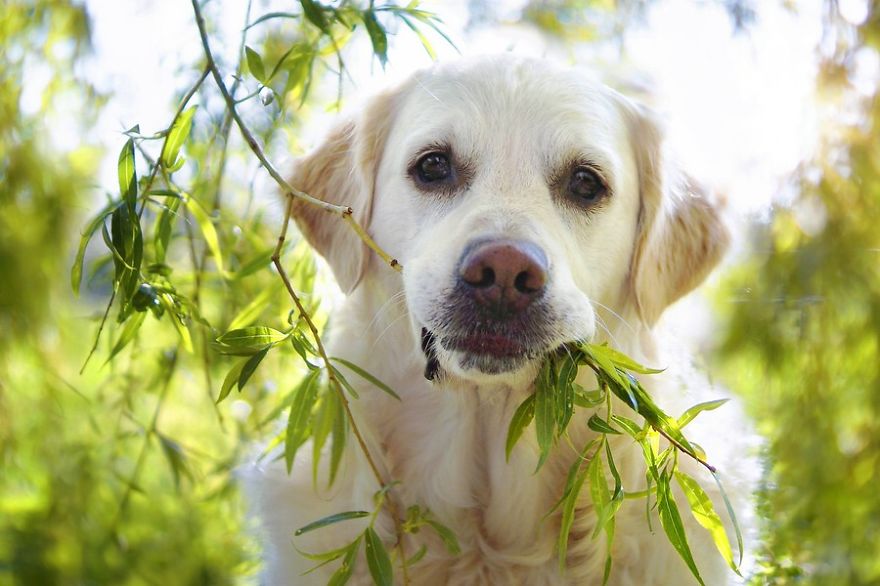 There Are So Many Reasons Why I Love My Golden Retriever There Are So Many Reasons Why I Love My Golden Retriever