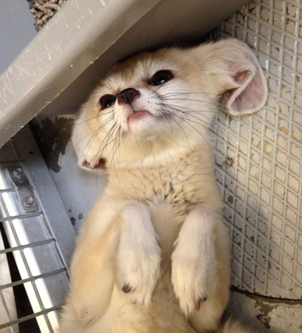 Fox Getting Her Belly Rubbed