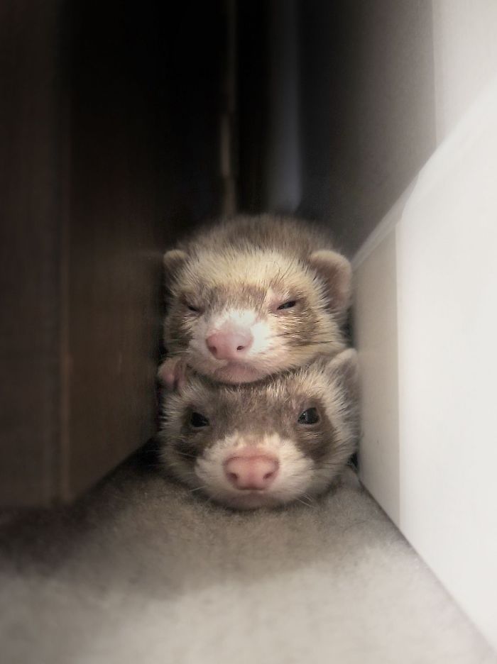 Cute Ferret Sandwitch