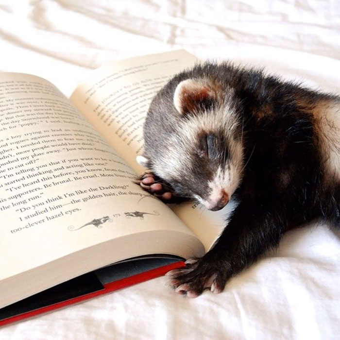 Cute Ferret Sleeping