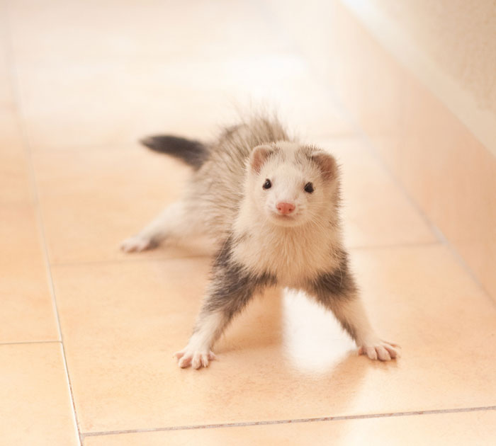 Cute Ferret