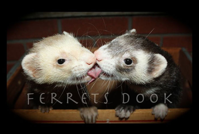 Ferrets Kissing