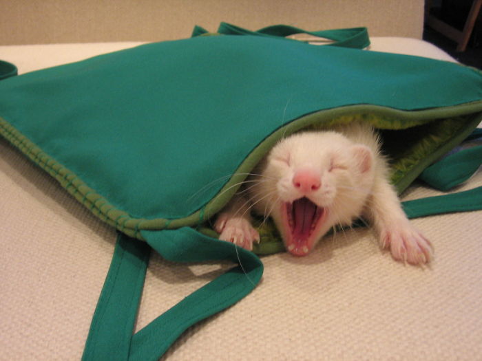 Sleepy Ferret