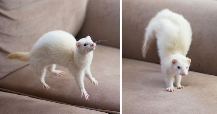 Jumping Ferret