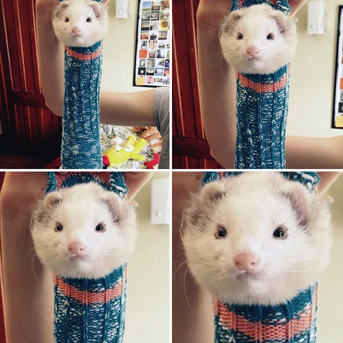 Ferret Crawled Into A Sock