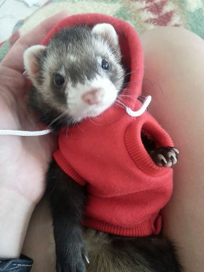 Ferret Wearing A Hoodie