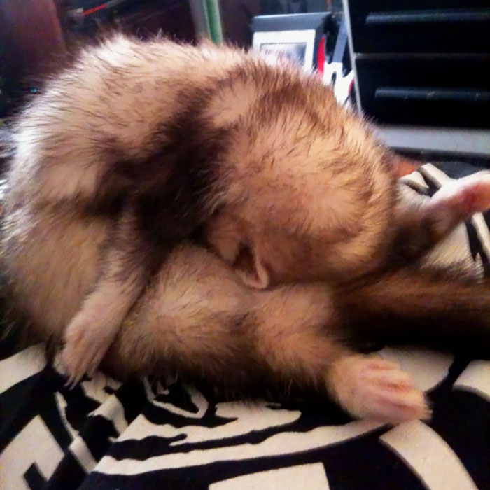 Ferret Yoga