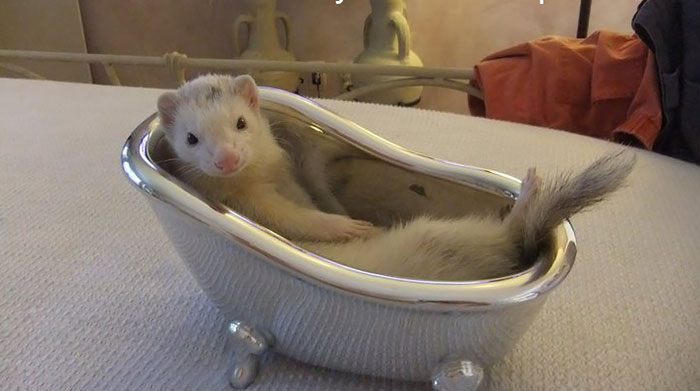 Luxury Ferret