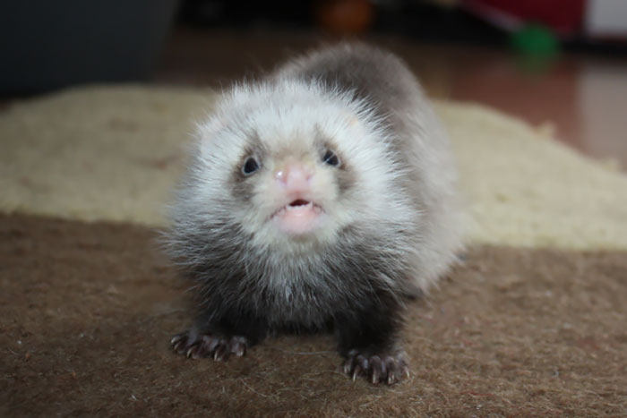 Baby Ferret