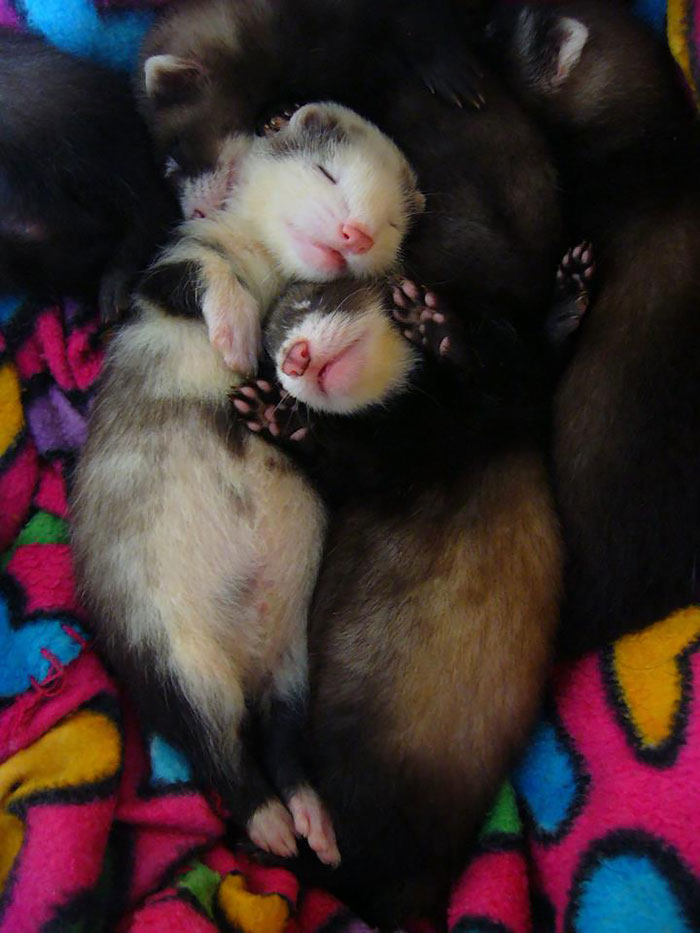 Sleeping Baby Ferrets