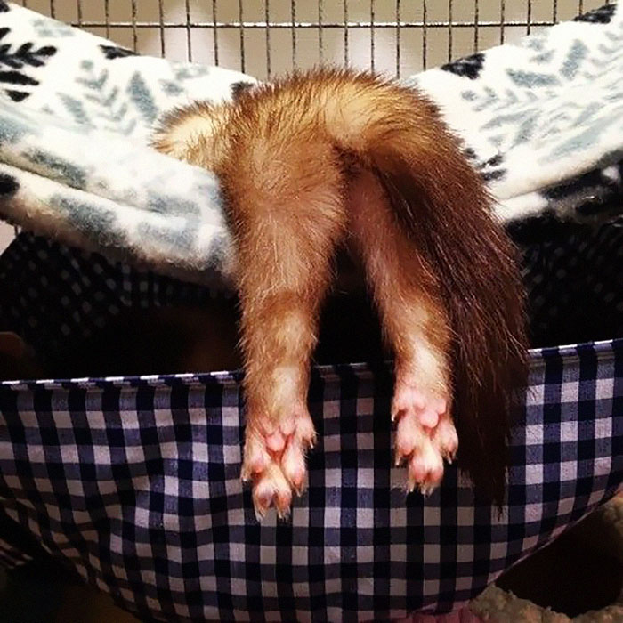 Sleeping Ferret