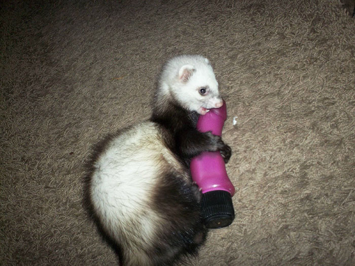 Bad Ferret