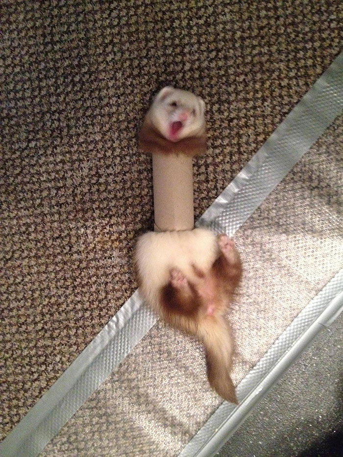 Ferret In A Toilet Paper Roll