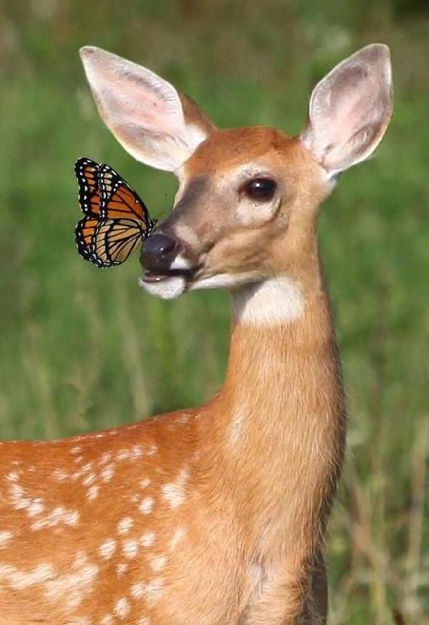 Deer with a butterfly perched on its nose, showcasing animals with butterflies that look like Disney in real life.
