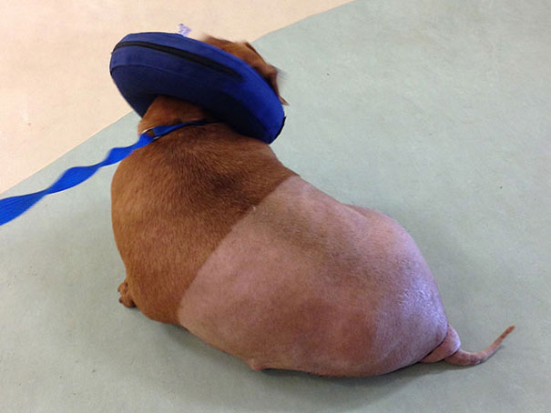 dennis-dieting-daschund-dog-brooklyn-burton-11 dennis-dieting-daschund-dog-brooklyn-burton-11