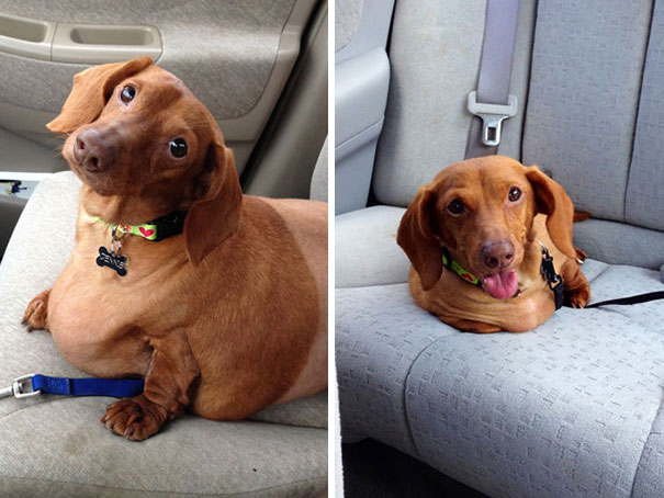 dennis-dieting-daschund-dog-brooklyn-burton-12 dennis-dieting-daschund-dog-brooklyn-burton-12