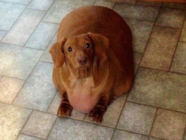 dennis-dieting-daschund-dog-brooklyn-burton-13 dennis-dieting-daschund-dog-brooklyn-burton-13