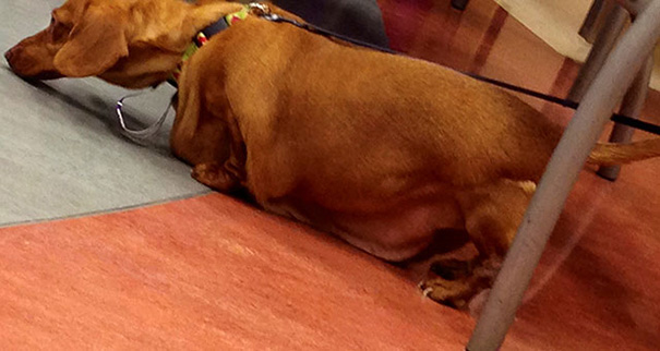 dennis-dieting-daschund-dog-brooklyn-burton-14 dennis-dieting-daschund-dog-brooklyn-burton-14