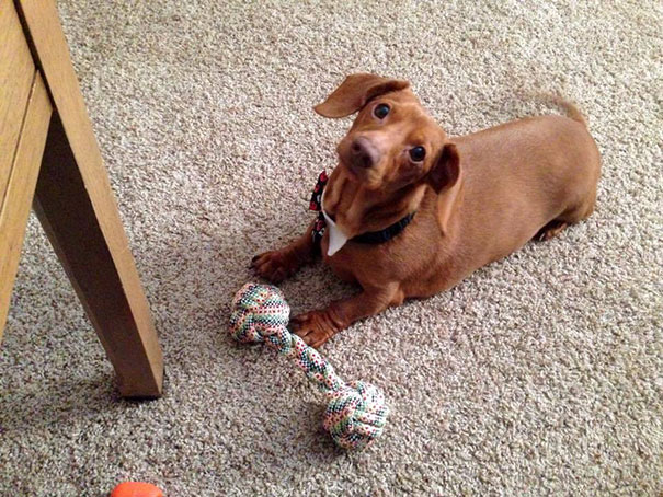 dennis-dieting-daschund-dog-brooklyn-burton-2 dennis-dieting-daschund-dog-brooklyn-burton-2