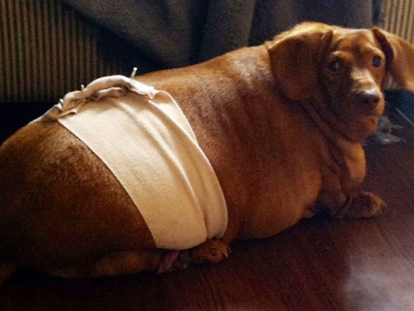 dennis-dieting-daschund-dog-brooklyn-burton-3 dennis-dieting-daschund-dog-brooklyn-burton-3