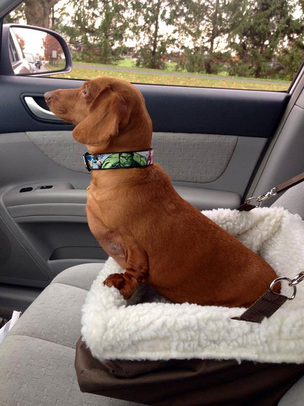 dennis-dieting-daschund-dog-brooklyn-burton-9 dennis-dieting-daschund-dog-brooklyn-burton-9