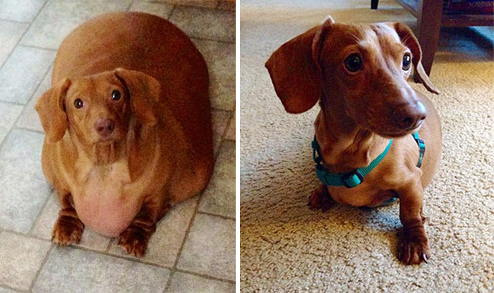 Dennis the Dieting Dog Loses 79% of His Body Weight With Healthy Habits