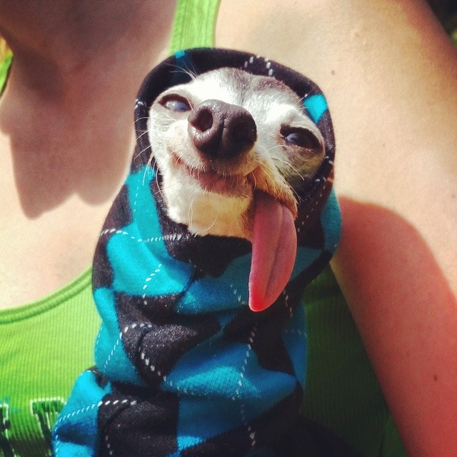 derpy-dog-greyhound-sticking-tongue-zappa-14 derpy-dog-greyhound-sticking-tongue-zappa-14