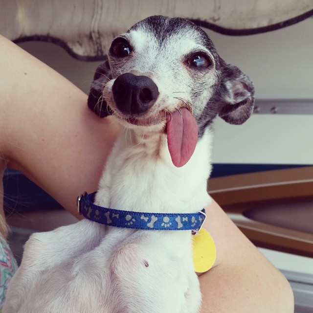 derpy-dog-greyhound-sticking-tongue-zappa-16 derpy-dog-greyhound-sticking-tongue-zappa-16