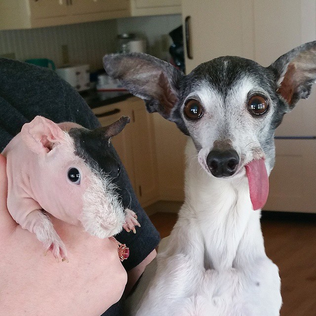 derpy-dog-greyhound-sticking-tongue-zappa-3 derpy-dog-greyhound-sticking-tongue-zappa-3