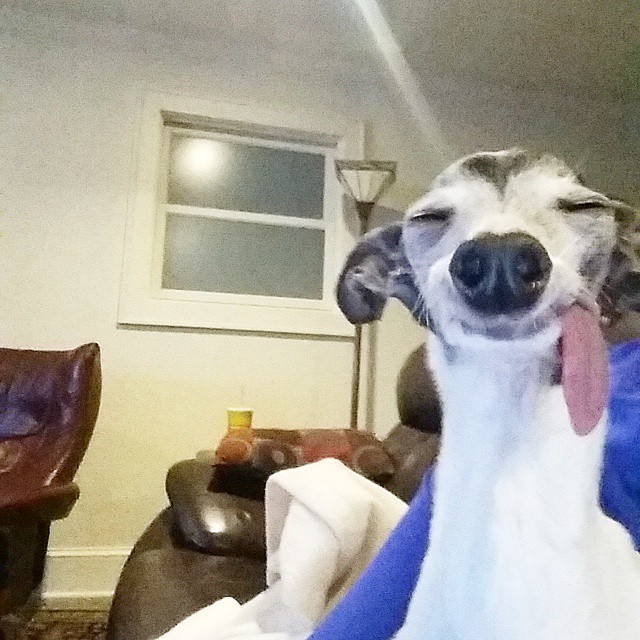 derpy-dog-greyhound-sticking-tongue-zappa-49 derpy-dog-greyhound-sticking-tongue-zappa-49