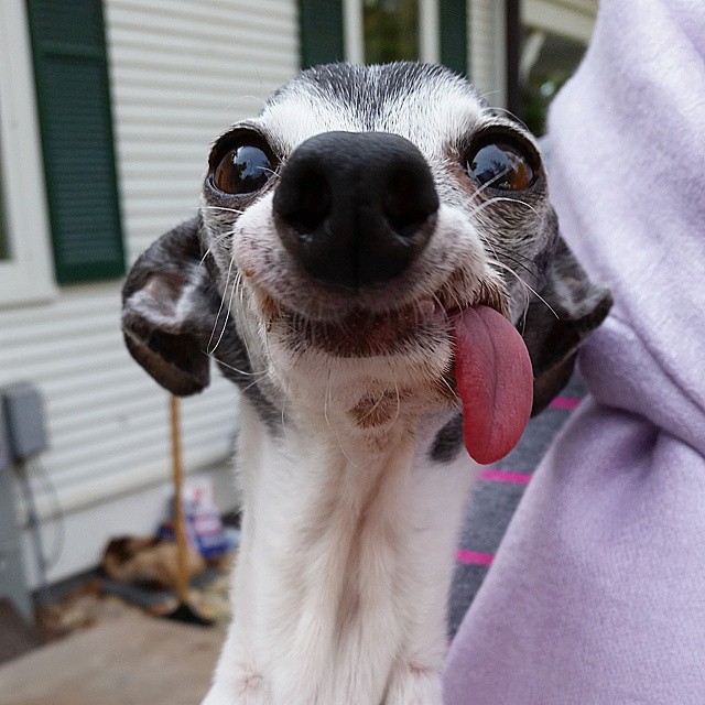 derpy-dog-greyhound-sticking-tongue-zappa-50 derpy-dog-greyhound-sticking-tongue-zappa-50