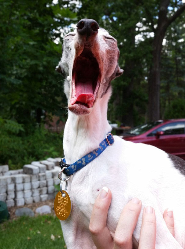 derpy-dog-greyhound-sticking-tongue-zappa-89 derpy-dog-greyhound-sticking-tongue-zappa-89
