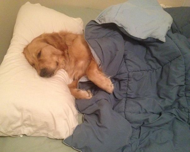 Dog In Bed