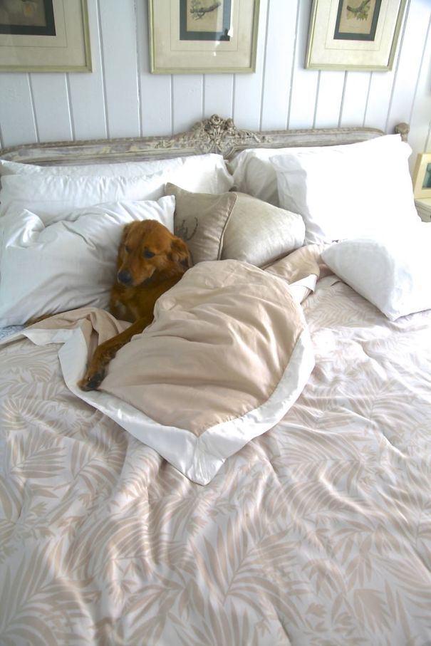 Dog In Bed