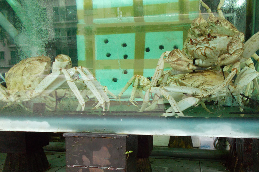 dog-takes-photos-heart-rate-monitor-phodographer-heartography-nikon-4 dog-takes-photos-heart-rate-monitor-phodographer-heartography-nikon-4