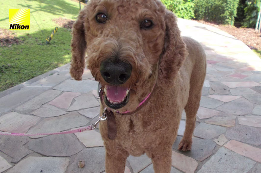 dog-takes-photos-heart-rate-monitor-phodographer-heartography-nikon-8 dog-takes-photos-heart-rate-monitor-phodographer-heartography-nikon-8